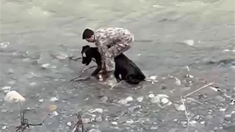 Siirt'te Dereye Düşen Buzağı Kurtarıldı