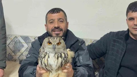 Kars'ta Yaralı Puhu Kuşu Koruma Altına Alındı