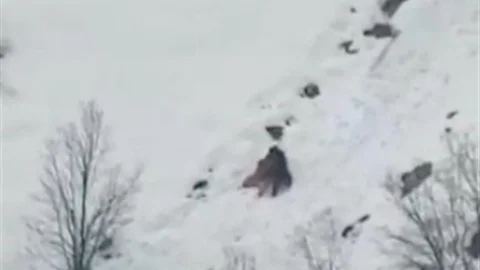 Kış Uykusundan Uyanan Ayılar Karla Oynadı