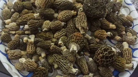 Buldan Ormanlarında Kuzugöbeği Mantarları