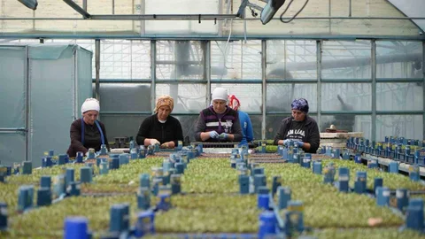 Erzincan'da Sebze Fidesi Üretimi