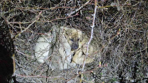Yozgat'ta Terk Edilen Köpek Yavruları Kurtarıldı