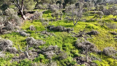 Aydın'da Zeytin ve İncir Ağaçları Kesildi
