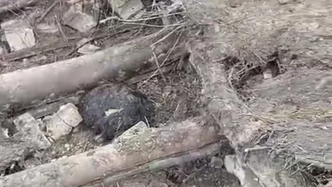 Başkale'de Ahır Çöktü