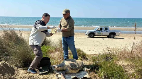 Kuşadası'nda Deniz Kaplumbağası Ölümleri Artış Gösteriyor