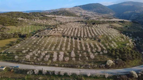 Manisa'da Badem Ağaçları Çiçek Açtı