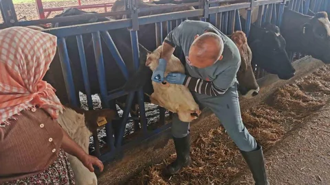 Bozdoğan'da Aşı ve Küpeleme Faaliyetleri Devam Ediyor