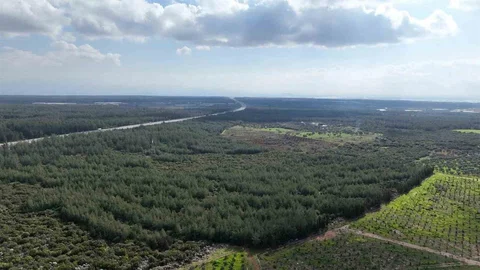 Antalya'da 20 Bin Fidan Dikilecek