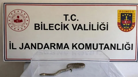 Bilecik'te Yakalanan Nesli Tükenmekte Olan Yılan