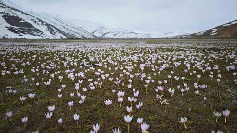 Güzeldere Vadisi Bahar Çiğdemleriyle Renklendi