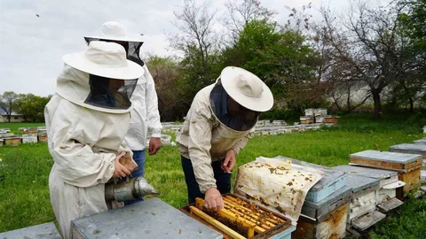 Erzincan'da Arılar Yeni Sezona Hazırlanıyor