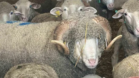 Milyonluk Koçun Kuzuları İçin Sıra Bekleniyor