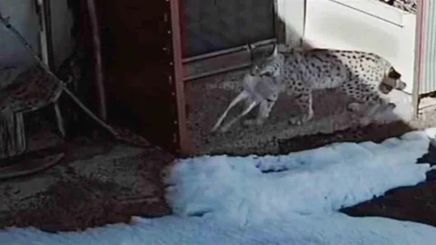 Bayburt’ta Vaşağın Tavşan Avı Görüntülendi