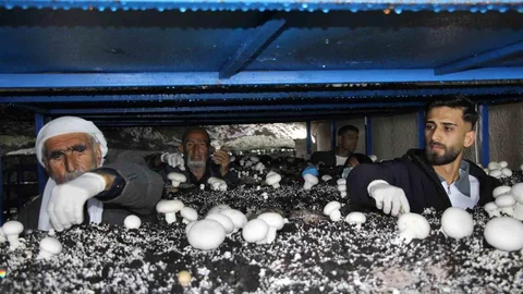 Şırnak’ta 2 Bin Yıllık Mağarada Mantar Üretimi