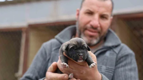 Sivas'ta İlk Kangal Yavruları Doğdu