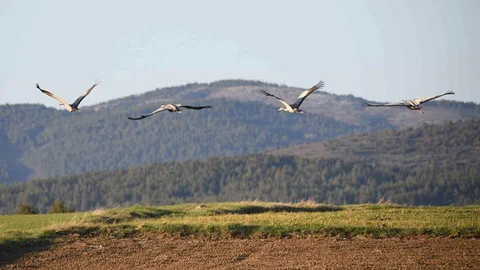 Kastamonu'da Turna Ailesi Görüntülendi