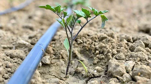 Gördes'te Domates Fidesi Desteği