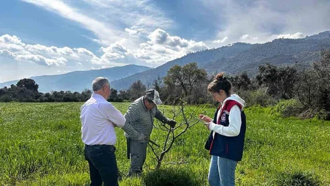 Bozdoğan'da İlek Bahçesi Bakımı Yapıldı