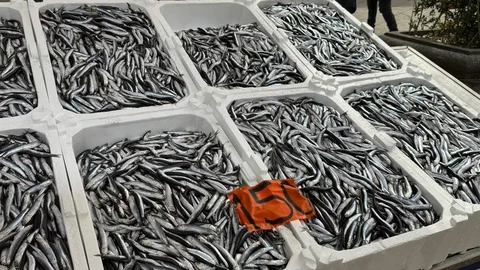 Zonguldak'ta Hamsi Sezonu Sona Yaklaşıyor