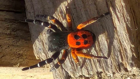 Elazığ'da Nadir Örümcek Türü Görüntülendi