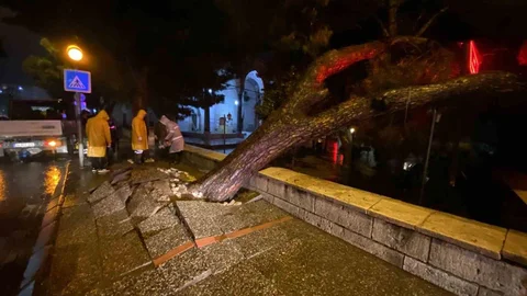 Aydın'da Asırlık Çam Ağacı Devrildi