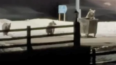 Kars'ta Ayıların Çöp Arayışı