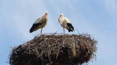 Muş'ta Leylek Yuvaları Şenlendi