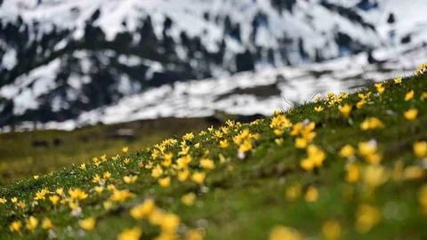 Gümüşhane'de Çiğdemlerin Renk Cümbüşü