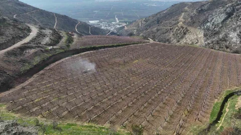 Bursa'da Şeftali Çiçekleri Açtı