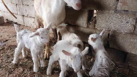 Saanen Keçisinden Dördüz Doğum Haberi