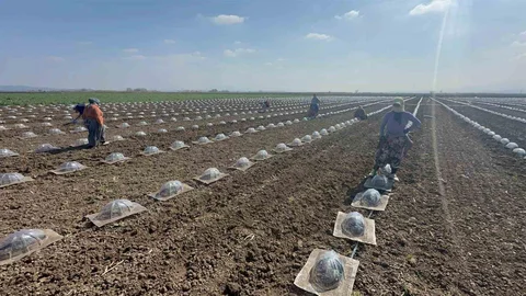 Karacabey'de Turfanda Karpuz Ekimine Başlandı