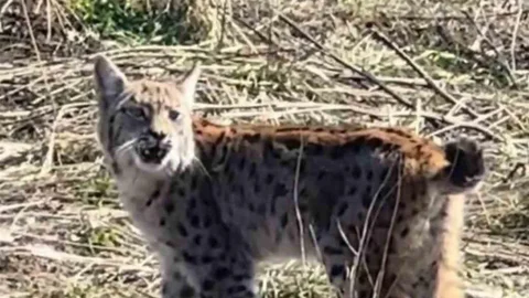 Sivas'ta Vaşak Görüntülendi