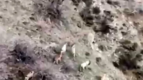 Diyarbakır'da Dağ Keçileri Görüntülendi