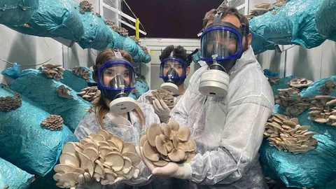 Antalya'da Mantar Üretiminde Başarı Hikayesi