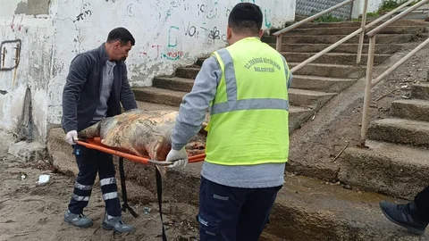 Tekirdağ’da Ölü Caretta Caretta Bulundu