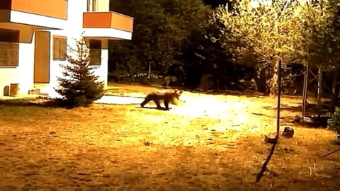 Gümüşhane'de İki Ayı Alarmı İhmal Etti