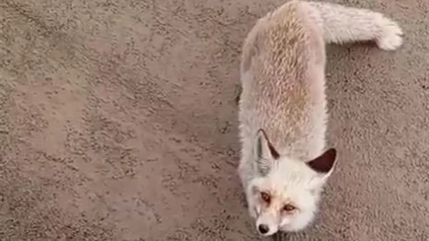 Siirt'te Aç Kalan Tilki İşçilerin Yanına Geldi