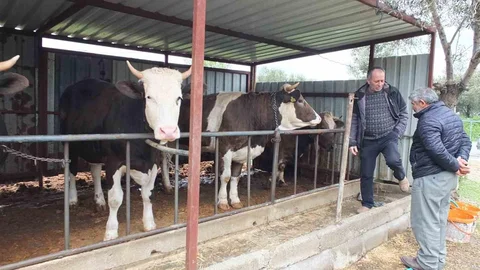 Balıkesir'de Kurbanlık Satışları Başladı