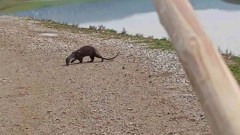 Siirt'te Su Samuru Görüntülendi