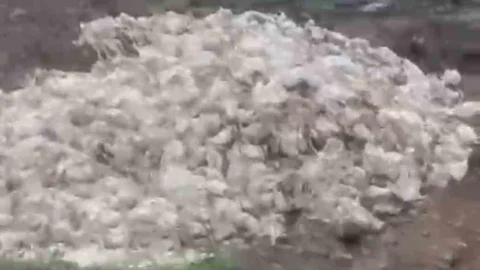 Tarsus'ta Ölü Tavuk İhbarı