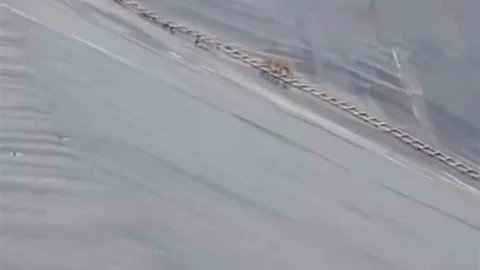 Şanlıurfa'da Çakal Kurtarıldı