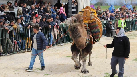 Saruhanlı'da Deve Güreşi Festivali Coşkuyla Gerçekleşti