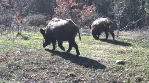 Yaban Hayvanları Karabük'te Görüntülendi