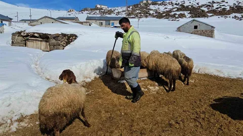 Süphan Dağı’nda Hayvancılık Mücadelesi