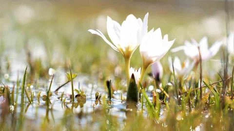 Erzincan'da Kardelenler Baharın Gelmesini Müjdeliyor