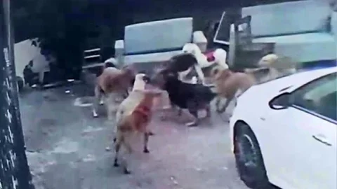 Adana'da Köpek Saldırısı Korkuttu