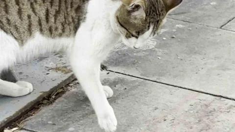 Erzurum'da Fare ve Kedi Mücadelesi