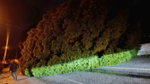 Aydın'da Yağış Sonrası Ağaç Devrildi