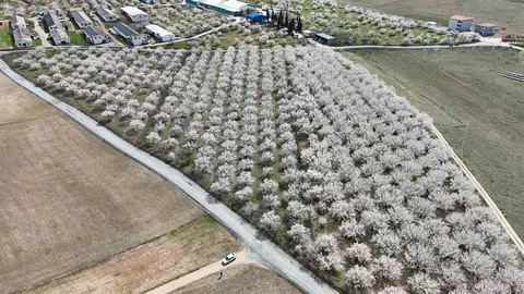 Malatya'da Çiçek Açan Kayısı Bahçeleri