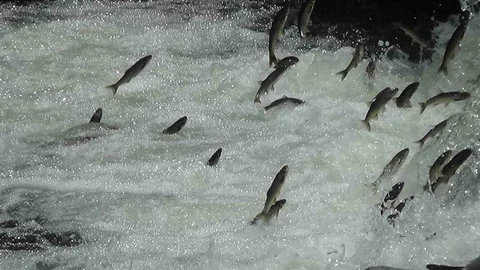 Van Gölü’nde İnci Kefali Korunacak